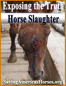 Exposing the Truth about Horse Slaughter